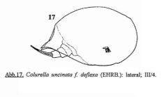 Colurella uncinata deflexa