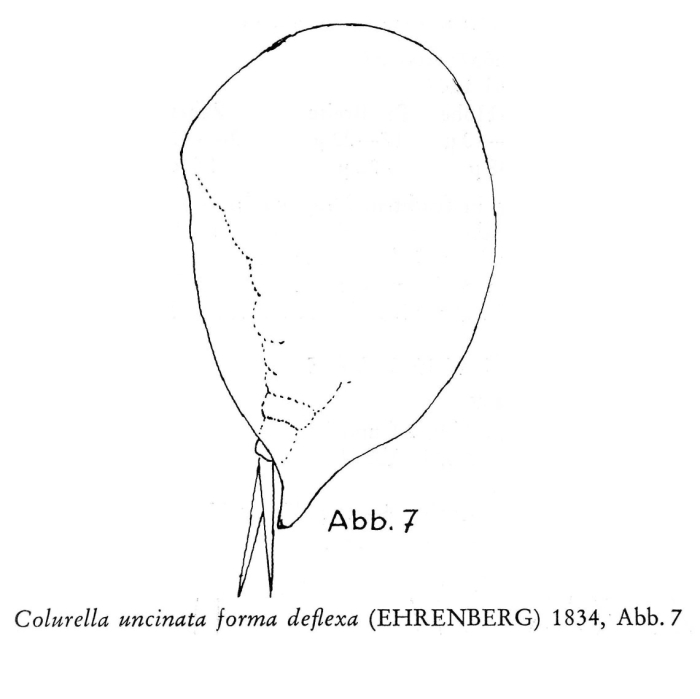 Colurella uncinata deflexa