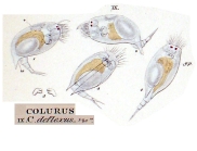 Colurella uncinata deflexa
