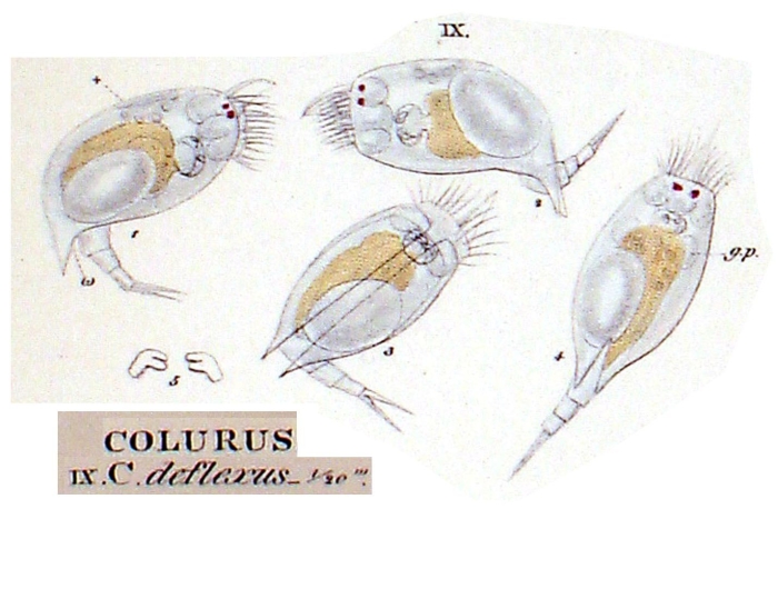 Colurella uncinata deflexa Colurella uncinata deflexa