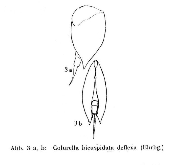 Colurella uncinata deflexa Colurella uncinata deflexa