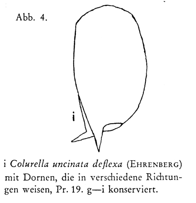 Colurella uncinata deflexa Colurella uncinata deflexa