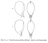 Colurella uncinata deflexa