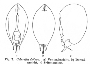 Colurella uncinata deflexa