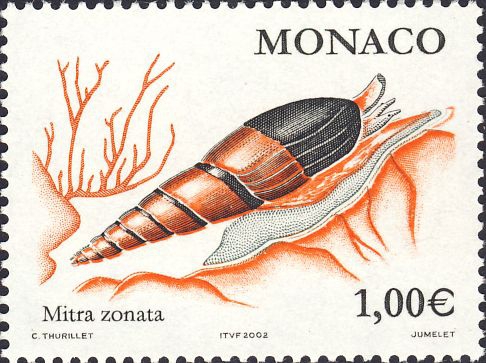 Mitra zonata Mitra zonata