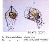 Colurella uncinata deflexa