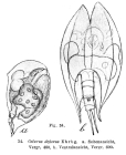 Colurella uncinata deflexa