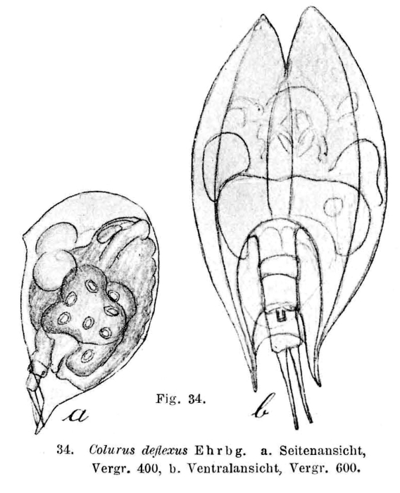 Colurella uncinata deflexa
