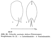 Colurella uncinata deflexa