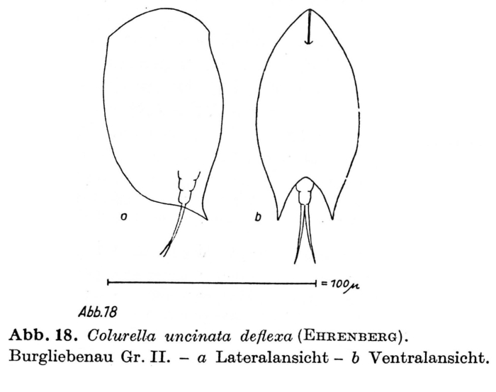 Colurella uncinata deflexa Colurella uncinata deflexa