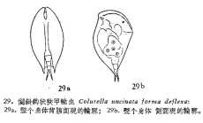 Colurella uncinata deflexa