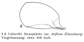 Colurella uncinata deflexa