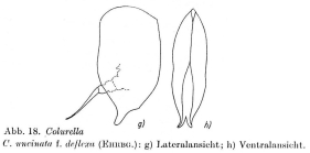 Colurella uncinata deflexa
