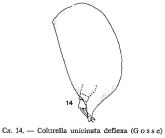 Colurella uncinata deflexa