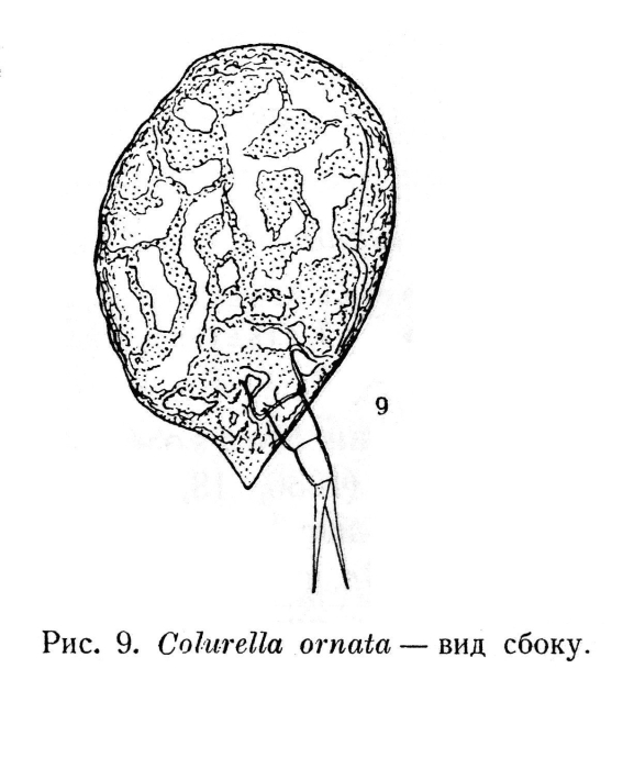 Colurella uncinata ornata