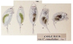 Colurus caudatus