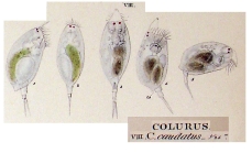 Colurus caudatus
