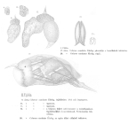 Colurus caudatus
