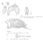 Colurus caudatus