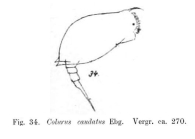 Colurus caudatus