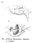 Colurus dumnonius - Original description image