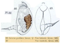 Colurus grallator