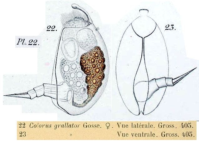 Colurus grallator
