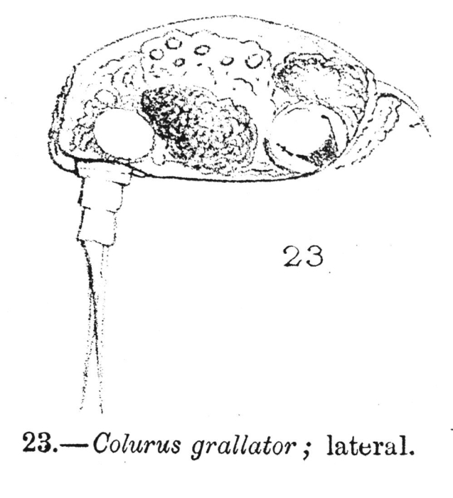 Colurus grallator - Original description image
