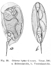 Colurus leptus
