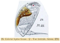 Colurus leptus