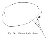 Colurus leptus