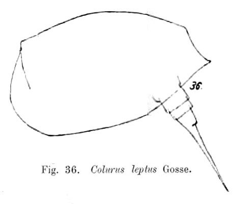 Colurus leptus Colurus leptus