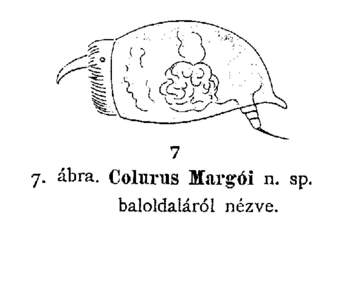 Colurus margoi - Original description image