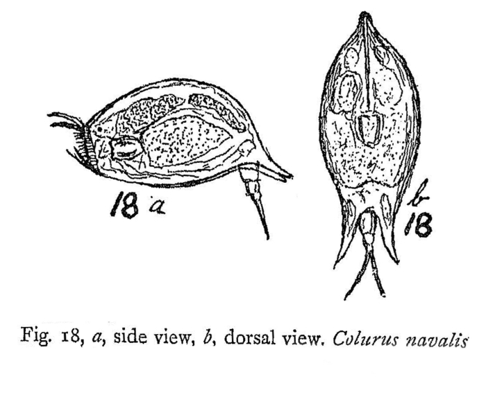 Colurus navalis - Original description image