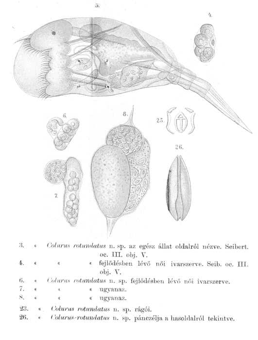 Colurus rotundatus - Original description image