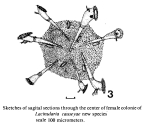 Conochilopsis causeyae - Original description image