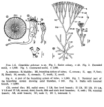 Conochilus arboreus - Original description image