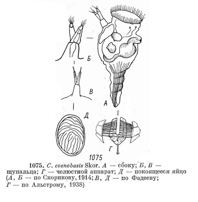 Conochilus coenobasis
