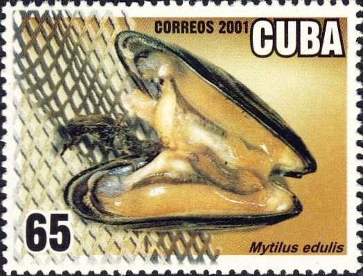 Mytilus edulis Mytilus edulis