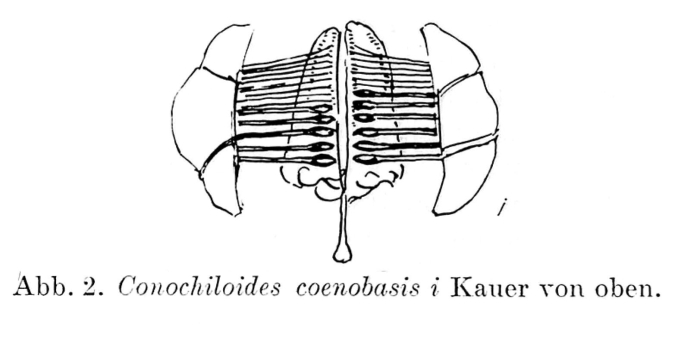 Conochilus coenobasis