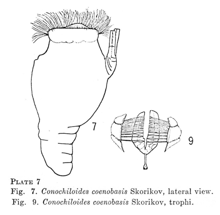 Conochilus coenobasis