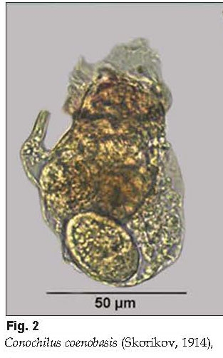 Conochilus coenobasis