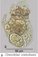 Conochilus coenobasis