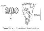 Conochilus coenobasis