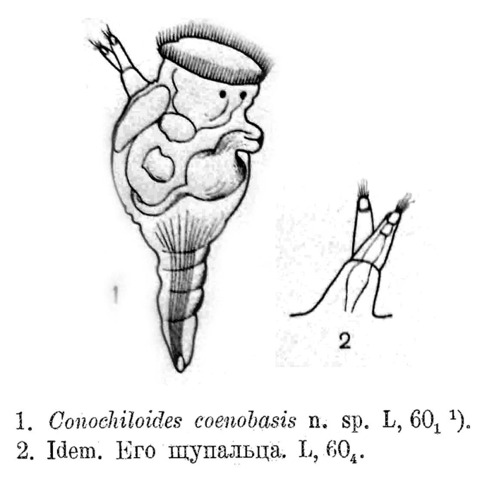 Conochilus coenobasis