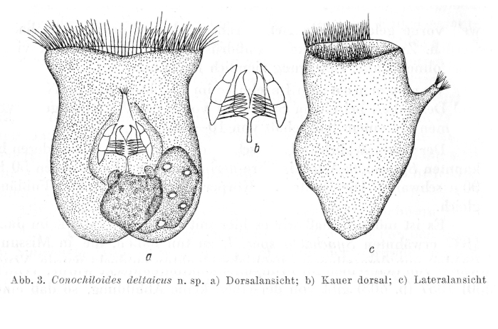 Conochilus deltaicus