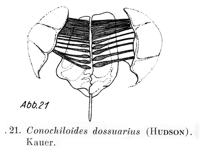 Conochilus dossuarius