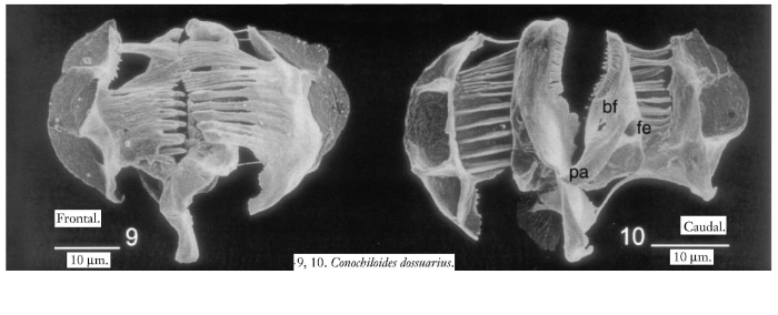 Conochilus dossuarius