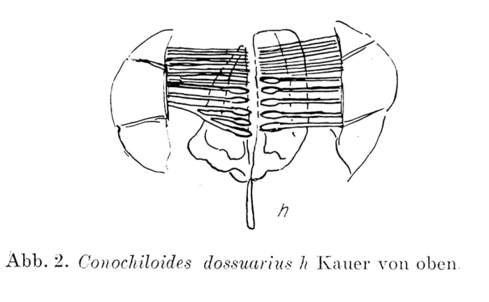 Conochilus dossuarius