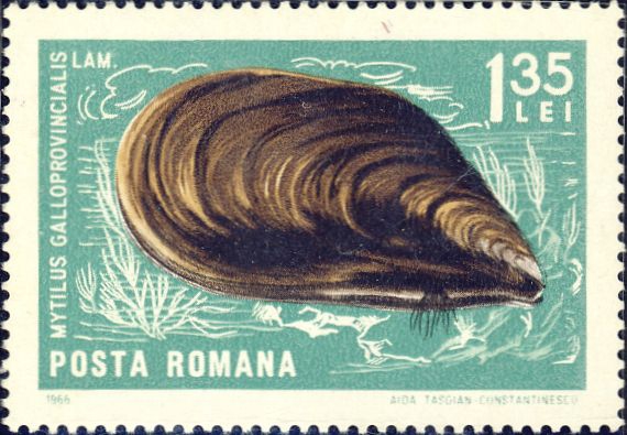 Mytilus galloprovincialis Mytilus galloprovincialis